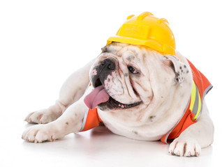 working dog wearing construction vest
