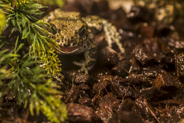 smiling frog in swamp