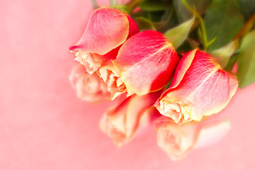 beautiful wild-growing salmon roses