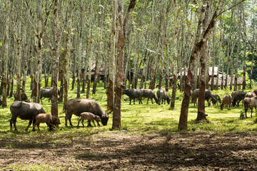 Buffalo in rubber plantation,rubber plantation lifes, Rubber plantation Background, Rubber trees in Thailand.(green background), Buffalo crowd