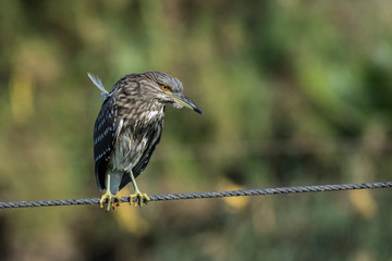 Black Crowned Night Heron on a rope