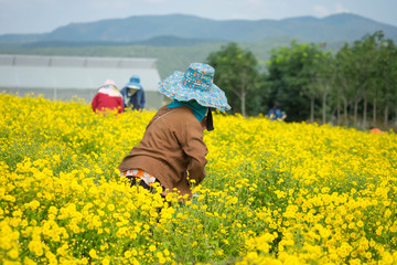 woman in gareden flower yellow