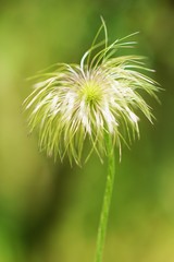 オキナグサの綿毛