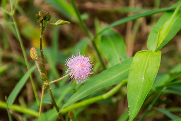 Flowering grass