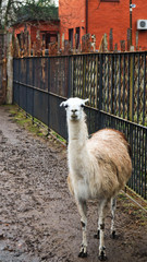 Lama © Gulya