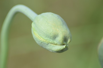 Geschlossene Blüte im Fokus