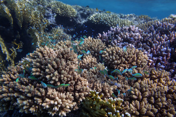 Fototapeta na wymiar Small bright blue fishes over sunlit coral reef in the Red Sea, Egypt