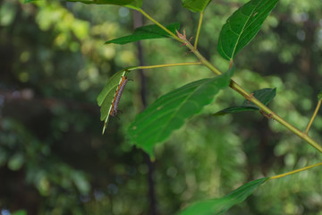 Caterpillar