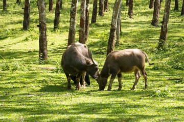 Buffalo in rubber plantation,rubber plantation lifes, Rubber plantation Background, Rubber trees in...
