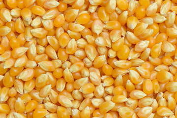 Raw popcorn background and texture