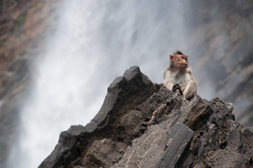 Wild monkey at a waterfall