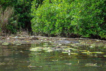 Crocodile on the Bentota river.