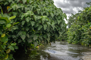 Obraz na płótnie Canvas The river Bentota among the Jungle.