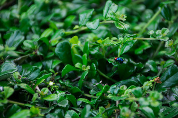 Blue Bug