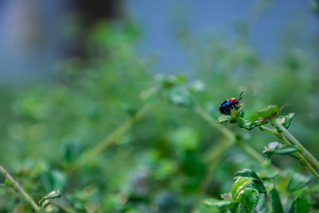 Blue Bug