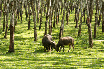 Buffalo in rubber plantation,rubber plantation lifes, Rubber plantation Background, Rubber trees in Thailand.(green background), Buffalo crowd