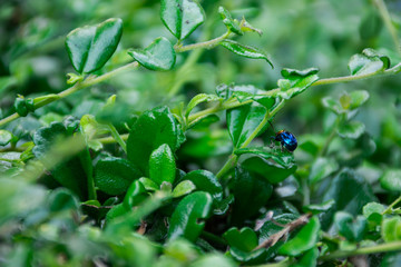 Blue Bug