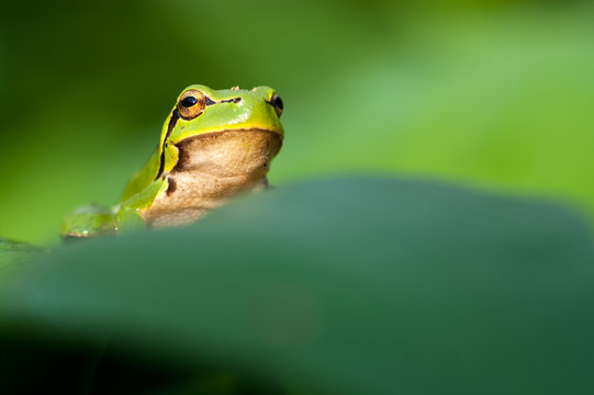 European green tree frog on clean green background