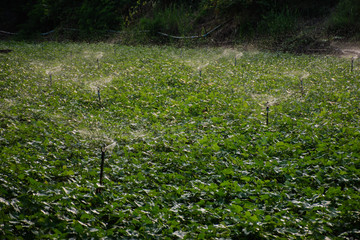 sweet potato crop grow in garden
