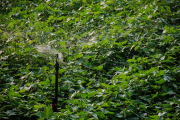 sweet potato crop grow in garden