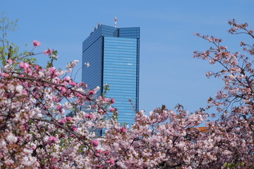 桜とビル