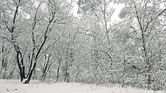 Forest with trees with blanket of bright snow