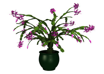 3D Rendering Christmas Cactus on White