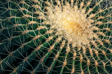 Close up of globe shaped cactus with long thorns