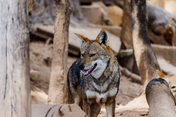 Golden Jackal in wildlife