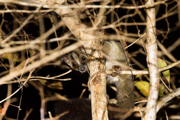 The pale fork-marked lemur (Phaner pallescens) or western fork-marked lemur in Kirindy Mitea National Park, Madagascar