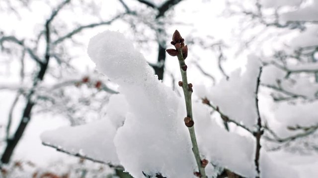 Branch with sprouts on tree with blanket od snow in forest