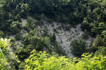 Summer. Nature. Fir trees in the mountains of Gelendzhik, Russia