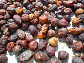 Maroc, noix d'argan