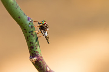 Robber fly (Asilidae family) with beautiful colored eyes in the Tsingy de Bemaraha Strict Nature Reserve in Madagascar