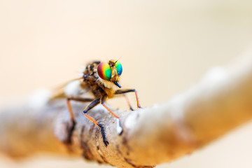 Robber fly (Asilidae family) with beautiful colored eyes in the Tsingy de Bemaraha Strict Nature Reserve in Madagascar