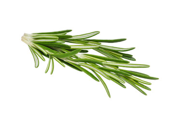 Fototapeta premium Rosemary isolated on white background