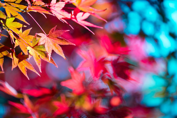 紅葉する楓