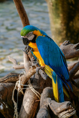 The parrot on a branch.