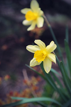Beautiful Daffodils or Narcissus