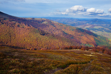 Yellow and red beech forests on the slopes of the Carpathians in the golden autumn season.