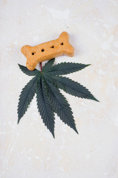 Dog treat and cannabis leaves - medical marijuana for pets conce