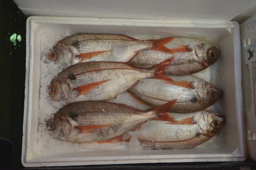 Fresh fish