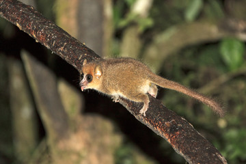 The brown mouse lemur (Microcebus rufus) at night in Ranomafana national park, Madagascar 