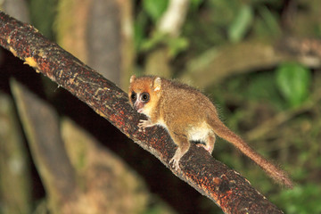 The brown mouse lemur (Microcebus rufus) at night in Ranomafana national park, Madagascar  © dennisvdwater