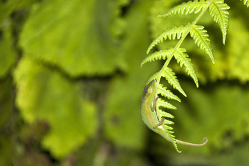 Beautiful Perinet chameleon (or Malagasy side-striped, Calumma gastrotaenia) at night in Ranomafana national park, Madagascar