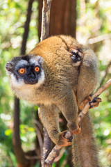 The red-fronted lemur (Eulemur rufifrons, also known as the red-fronted brown lemur or southern red-fronted brown lemur) in Andasibe national park, Madagascar