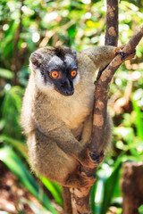 The red-fronted lemur (Eulemur rufifrons, also known as the red-fronted brown lemur or southern red-fronted brown lemur) in Andasibe national park, Madagascar