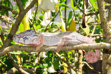 Beautiful camouflaged chameleon in Madagascar, presumably the Oustalets or Malagasy giant chameleon (Furcifer oustaleti)