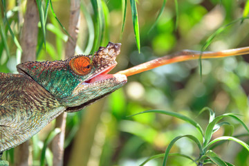 Beautiful camouflaged chameleon in Madagascar, presumably the Parsons chameleon (Calumma parsonii), striking at an insect