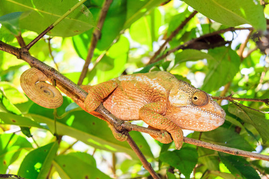 Beautiful camouflaged chameleon in Madagascar, presumably the Parsons chameleon (Calumma parsonii) 